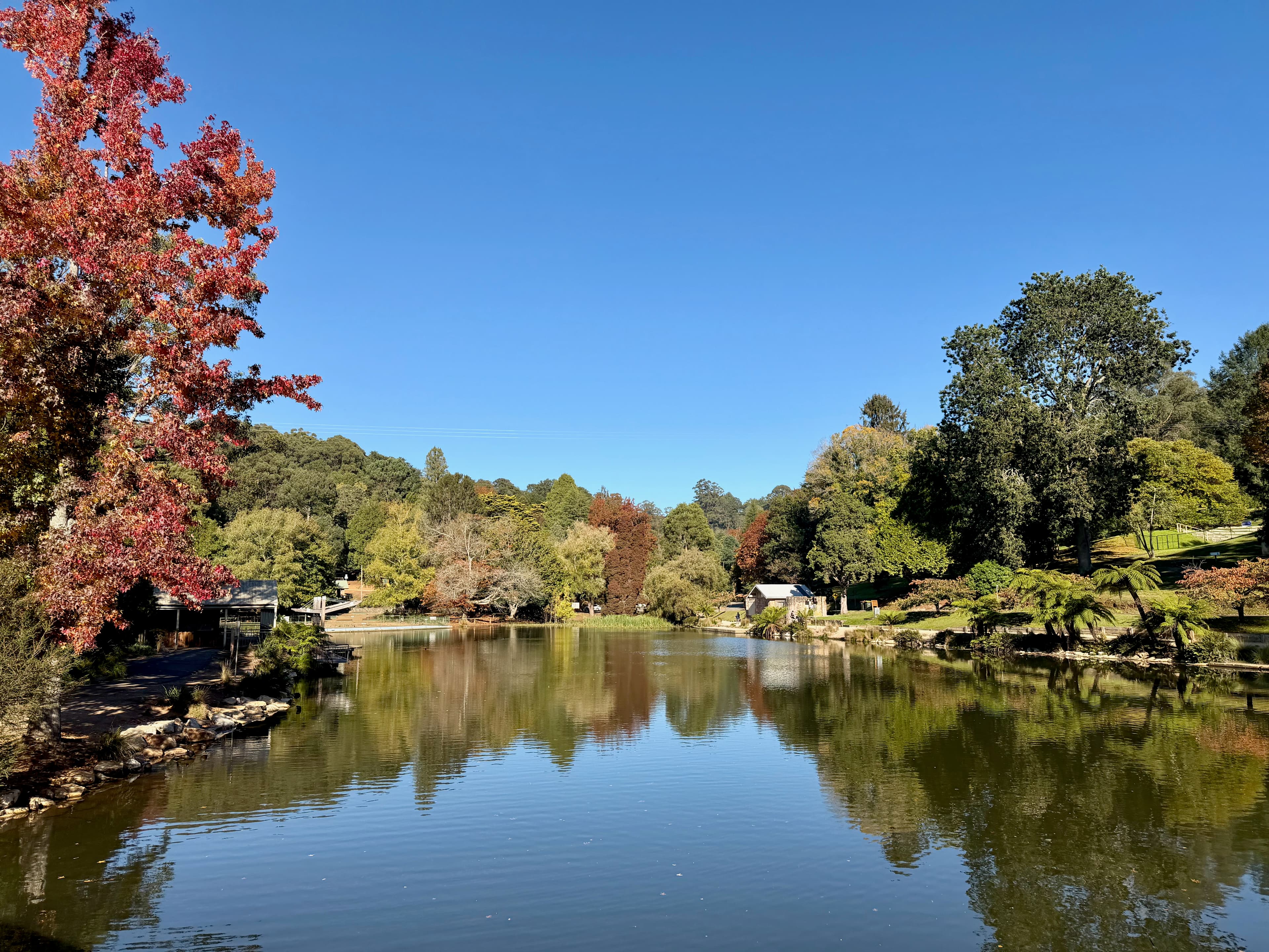 Autumn lake reflecting colourful trees in an Australian park